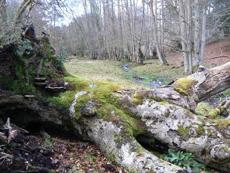 25 Forest scene.JPG